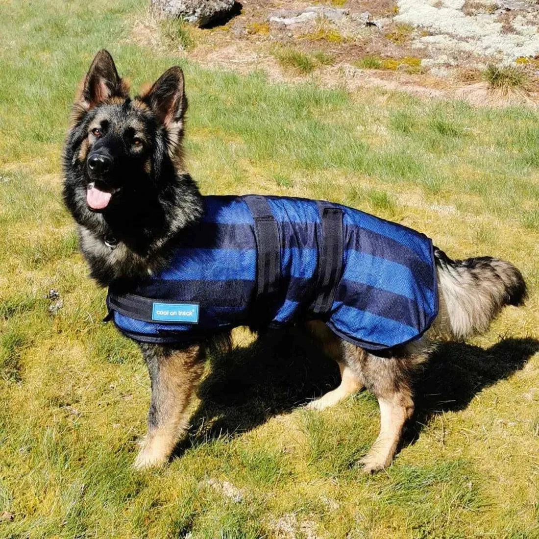 Back on Track - Cool on Track Cooling Dog Coat